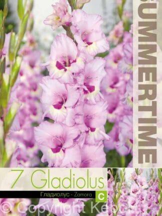 Gladiolus Zamora