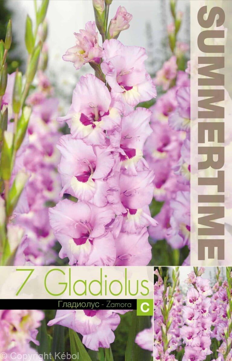 Gladiolus Zamora - RB