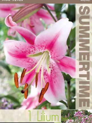 Lilium Anastasia - RB