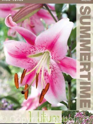 Lilium Anastasia / RB