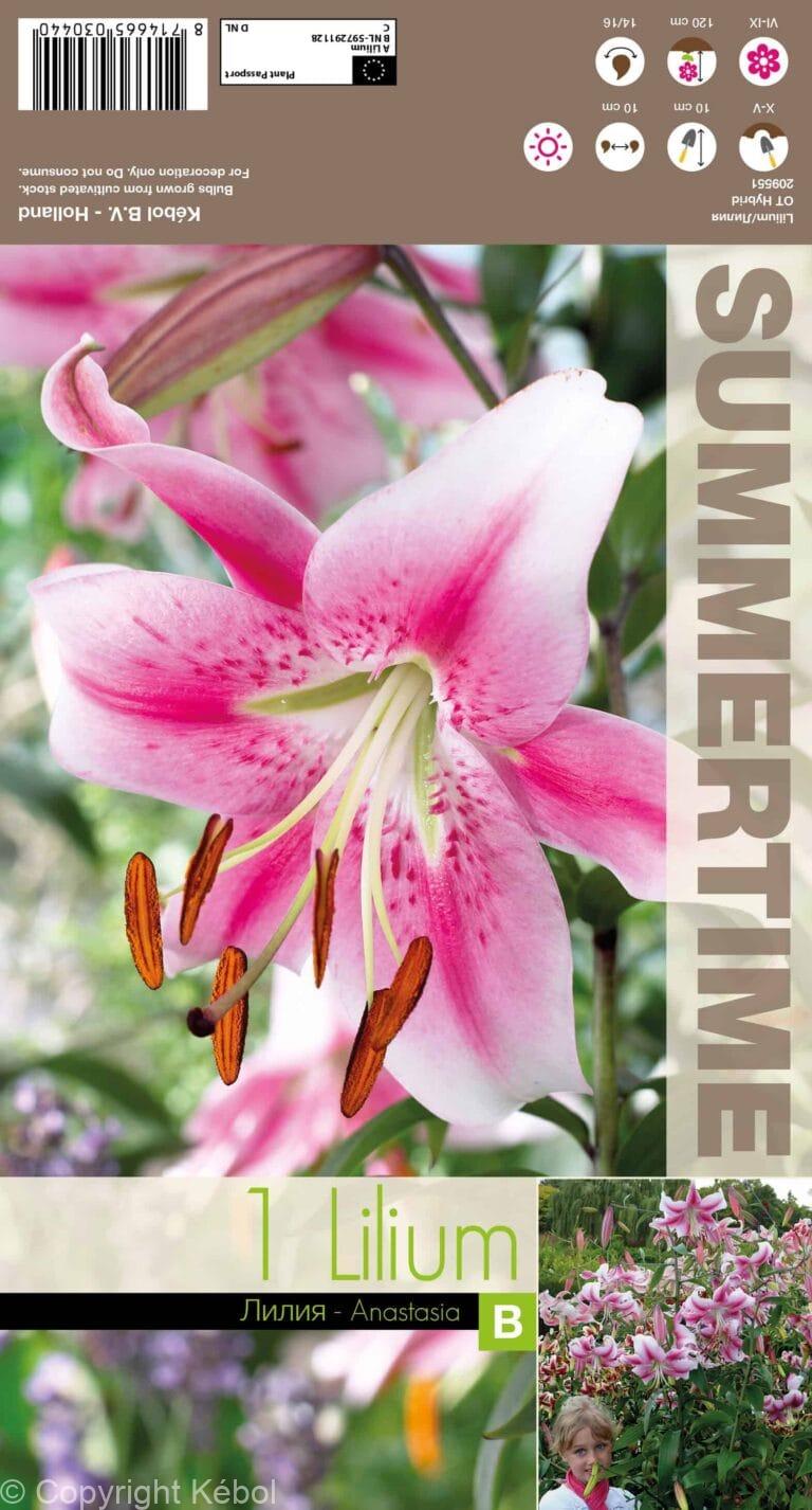 Lilium Anastasia - RB