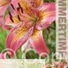 Lilium Fancy Dance - RB