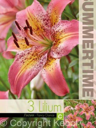 Lilium Fancy Dance