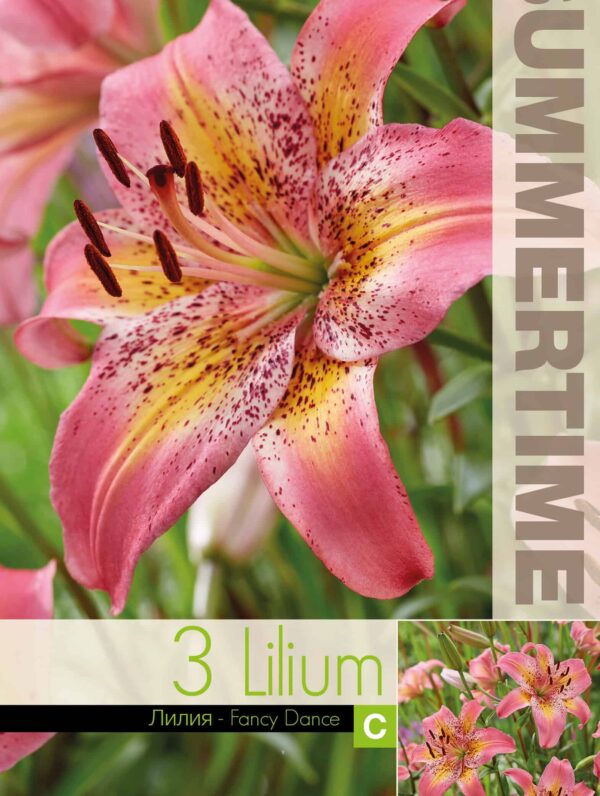 Lilium Fancy Dance