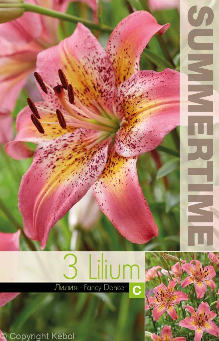 Lilium Fancy Dance - RB