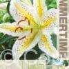 Lilium Gold Band - RB