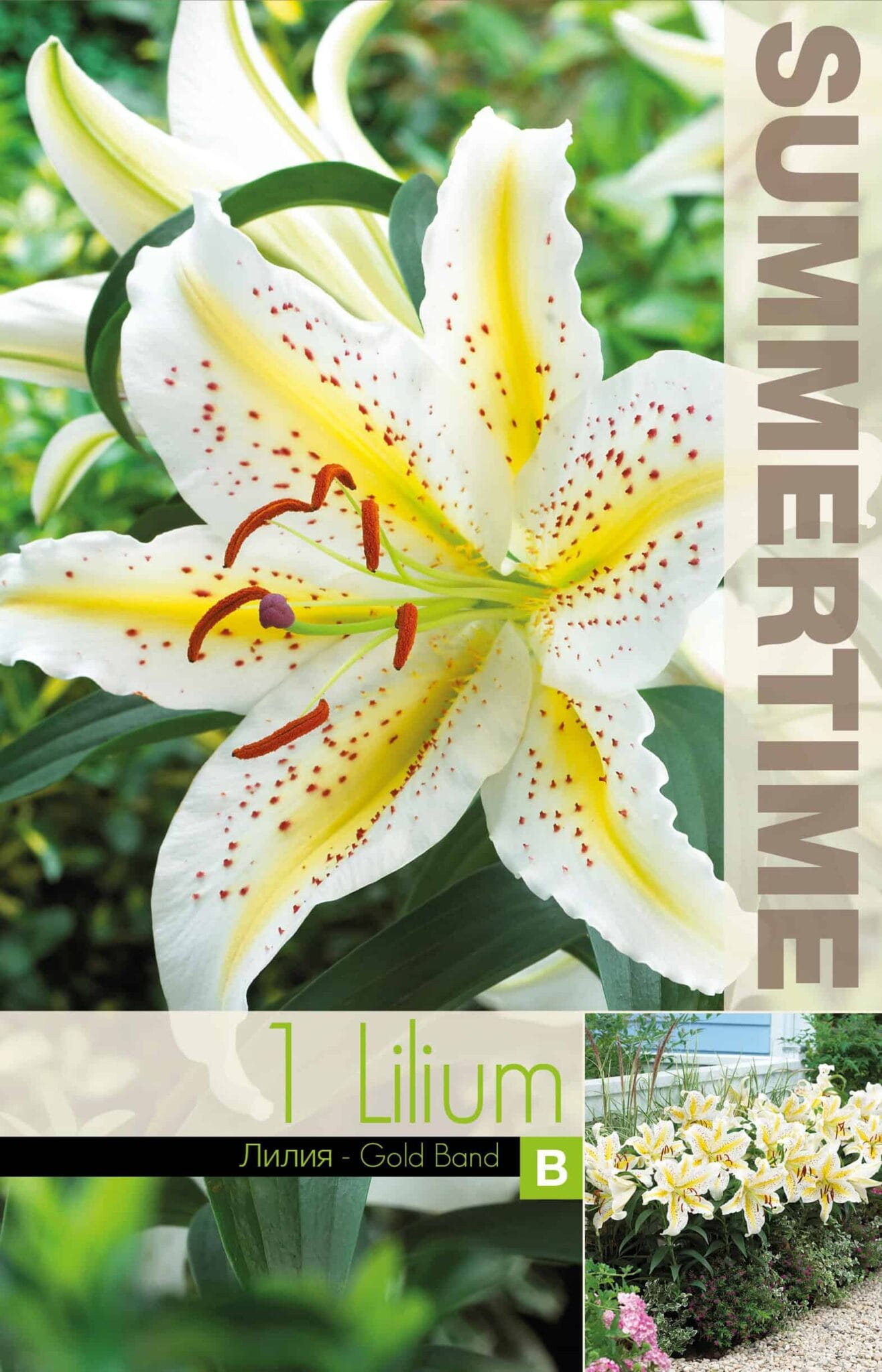 Lilium Gold Band - RB
