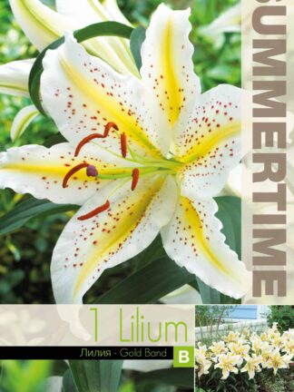Lilium Gold Band