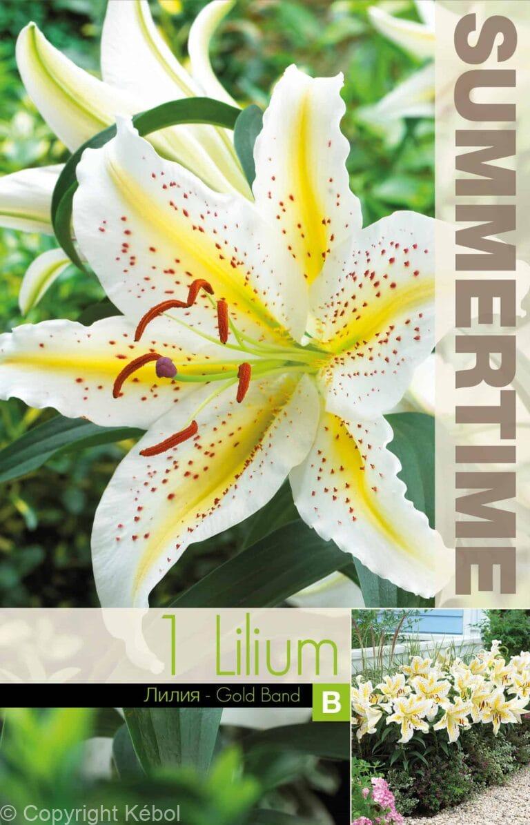 Lilium Gold Band - RB