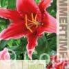 Lilium Red Flash