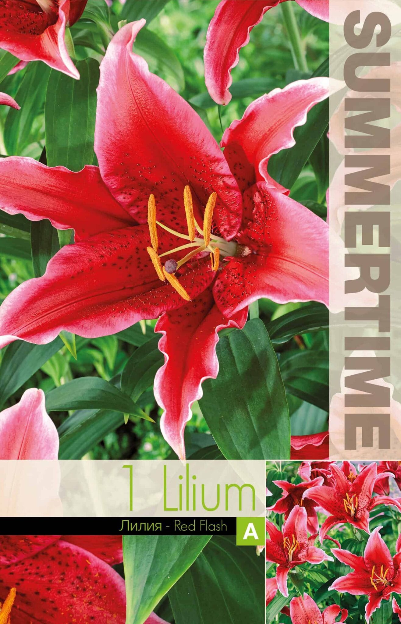 Lilium Red Flash