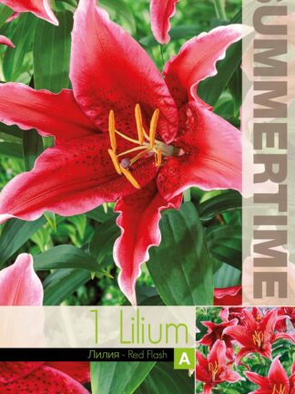 Lilium Red Flash / RB