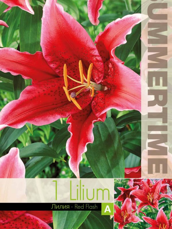 Lilium Red Flash