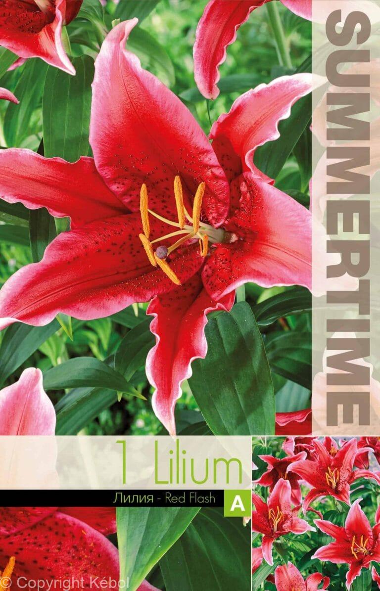 Lilium Red Flash