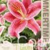 Lilium Star Gazer - RB