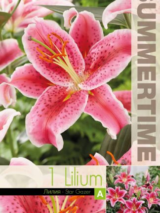 Lilium Star Gazer / RB