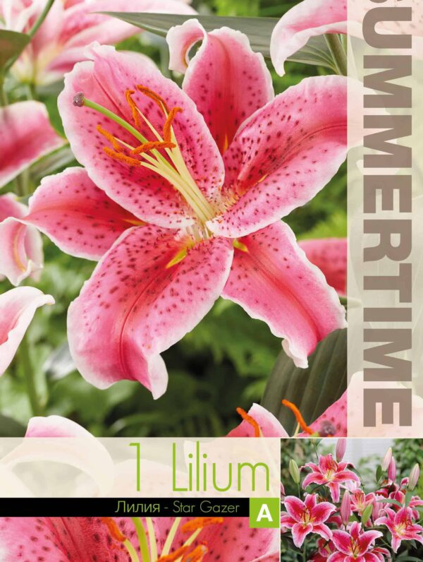 Lilium Star Gazer