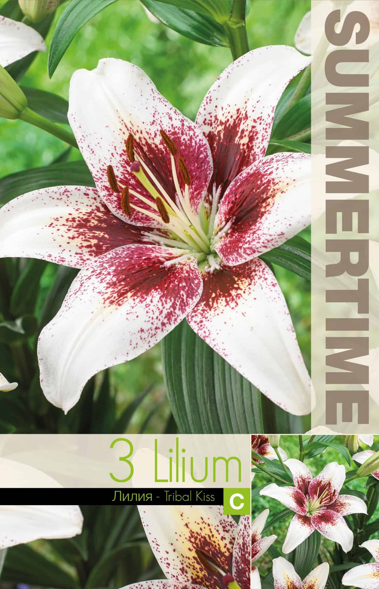 Lilium Tribal Kiss