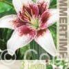 Lilium Tribal Kiss - RB