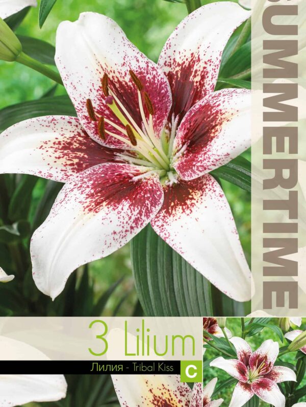 Lilium Tribal Kiss / RB
