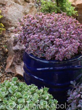 Sedum Dream Dazzler - case