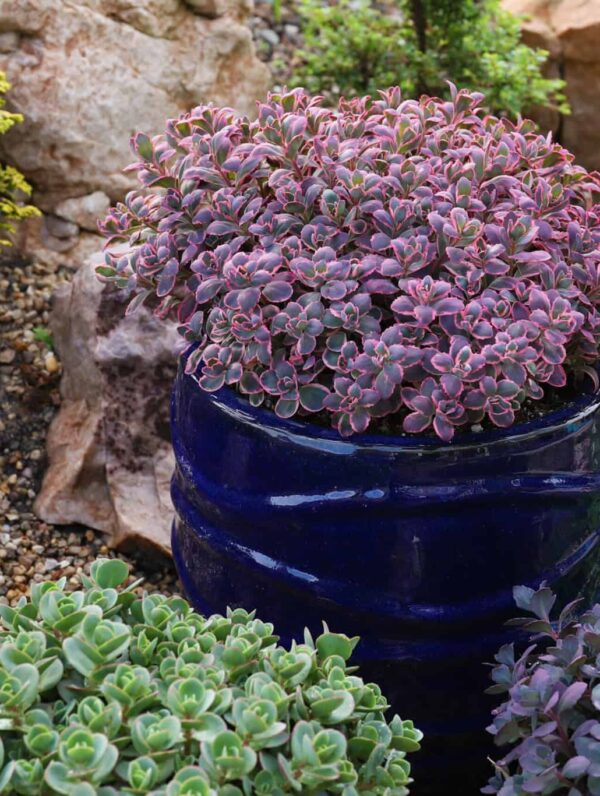 Sedum Dream Dazzler - bag