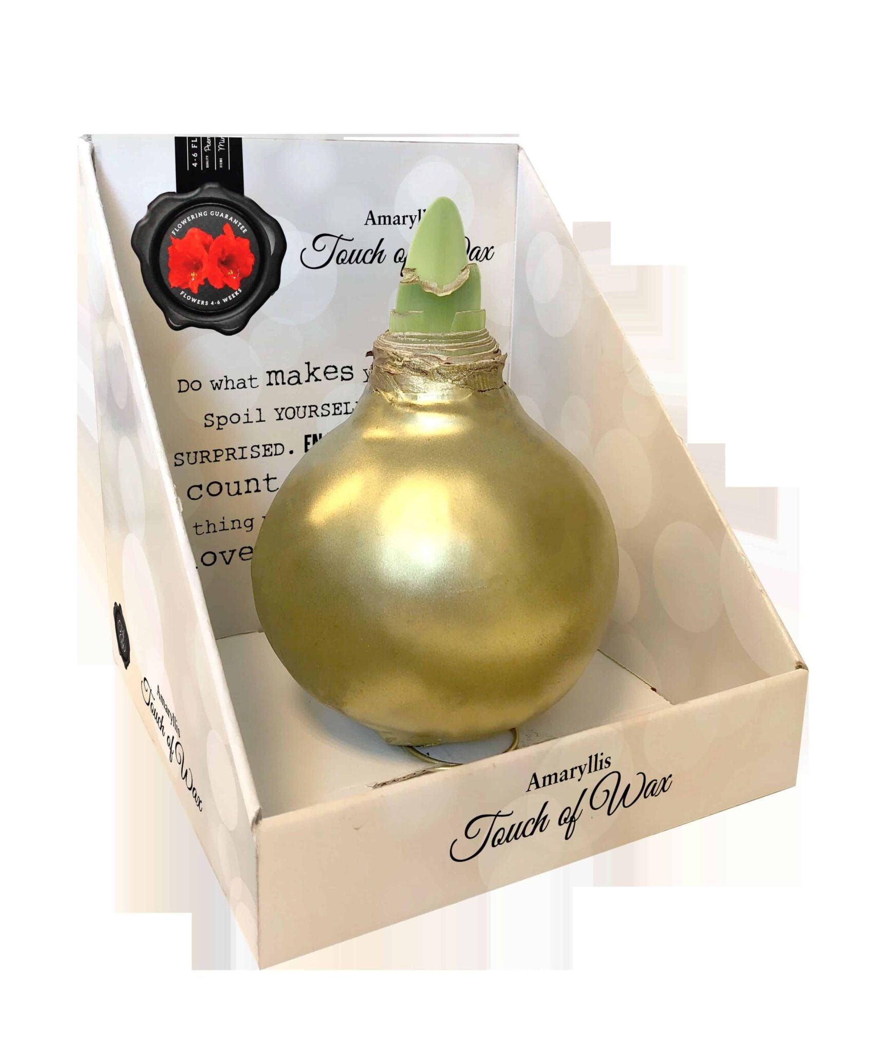 SE/12 in carton gift box