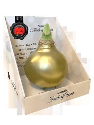 SE/12 in carton gift box