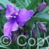 Tradescantia Concord Grape