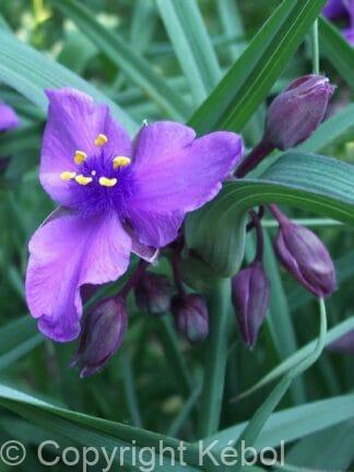 Tradescantia Concord Grape - case