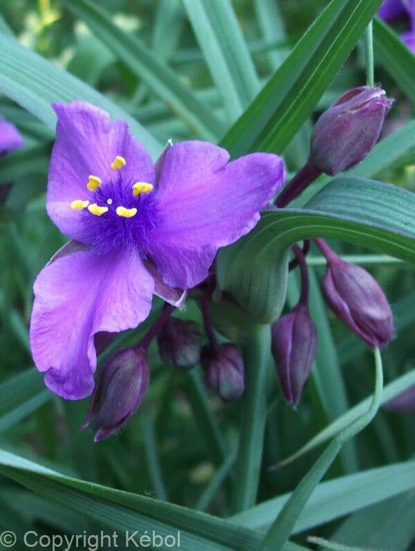 Tradescantia Concord Grape