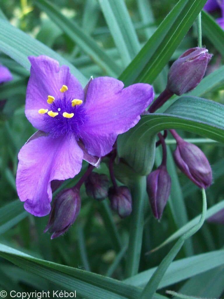 Tradescantia Concord Grape