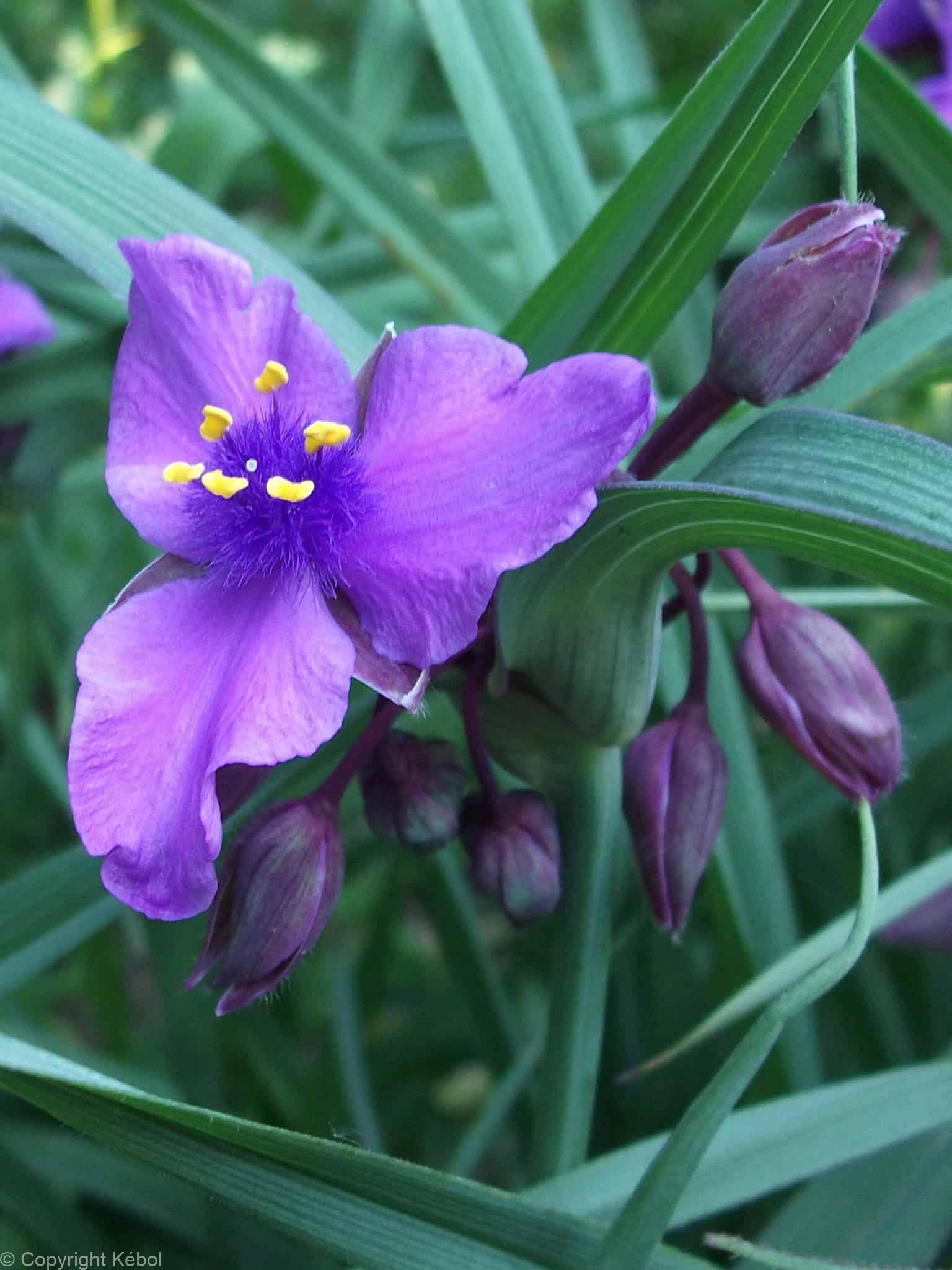 Tradescantia Concord Grape