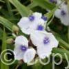 Tradescantia Osprey