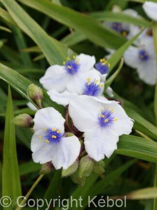 Tradescantia Osprey - bag