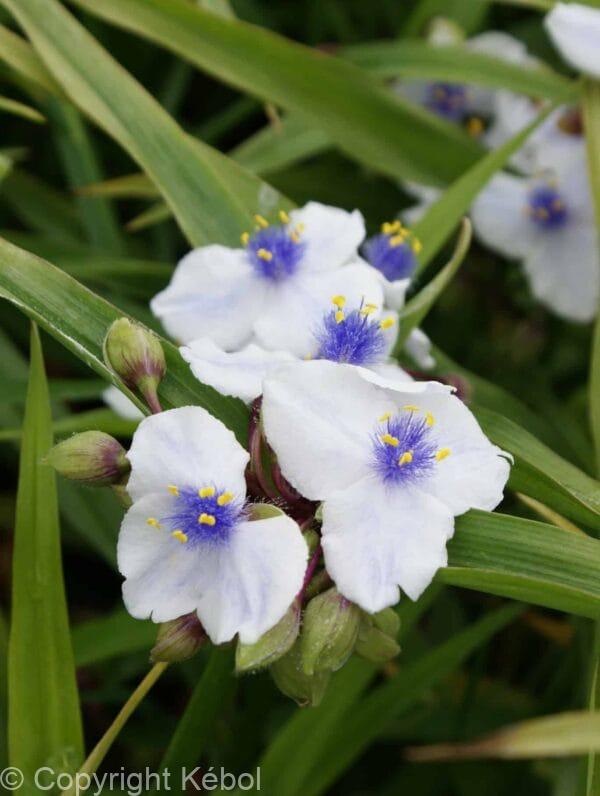 Tradescantia Osprey