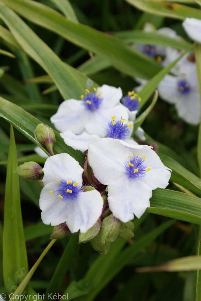 Tradescantia Osprey