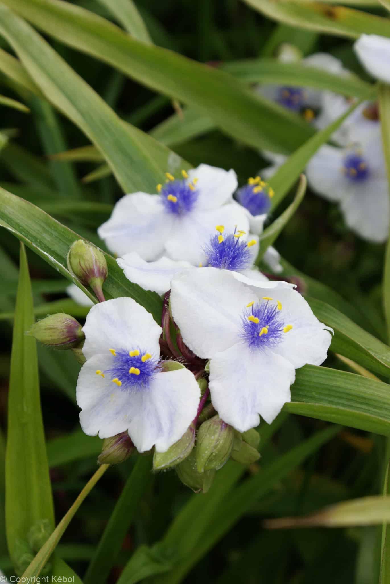 Tradescantia Osprey