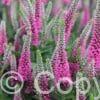 Veronica Pink Marshmallow