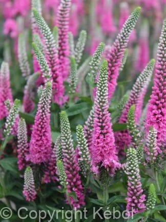 Veronica Pink Marshmallow - bag