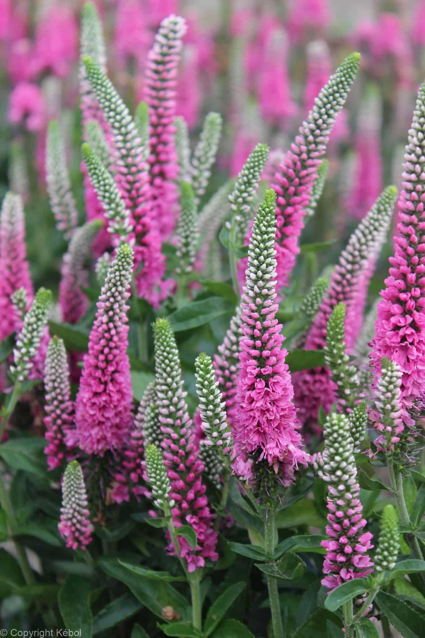 Veronica Pink Marshmallow