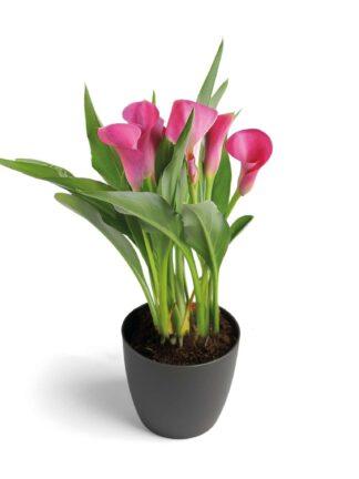 Zantedeschia Garnet Glow - bag