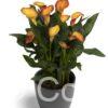 Zantedeschia Morning Sun
