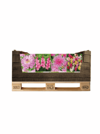 Display Economy displaybox Pink
