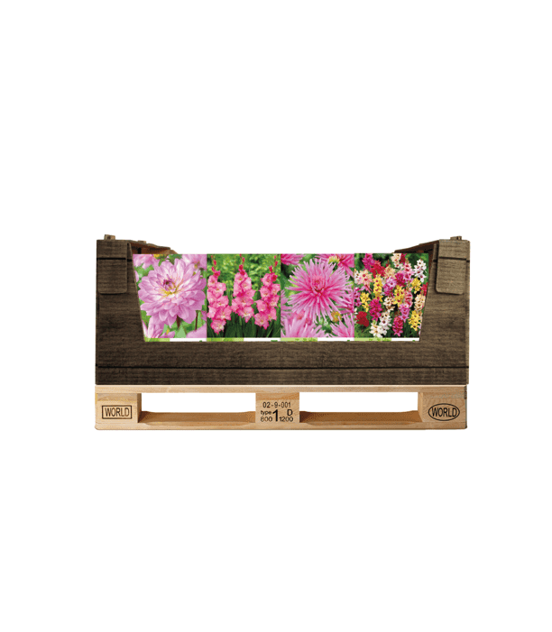 Display Economy displaybox Pink