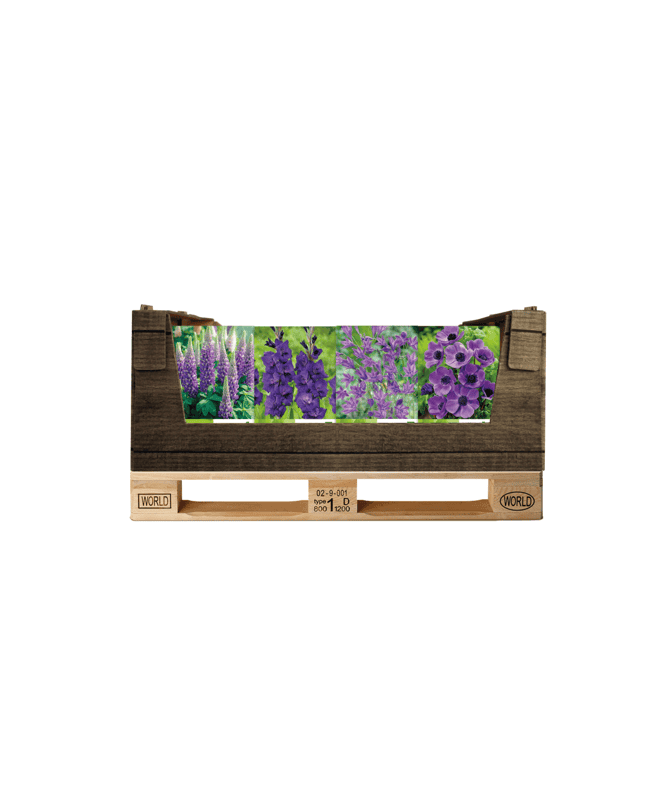Display Economy displaybox Blue