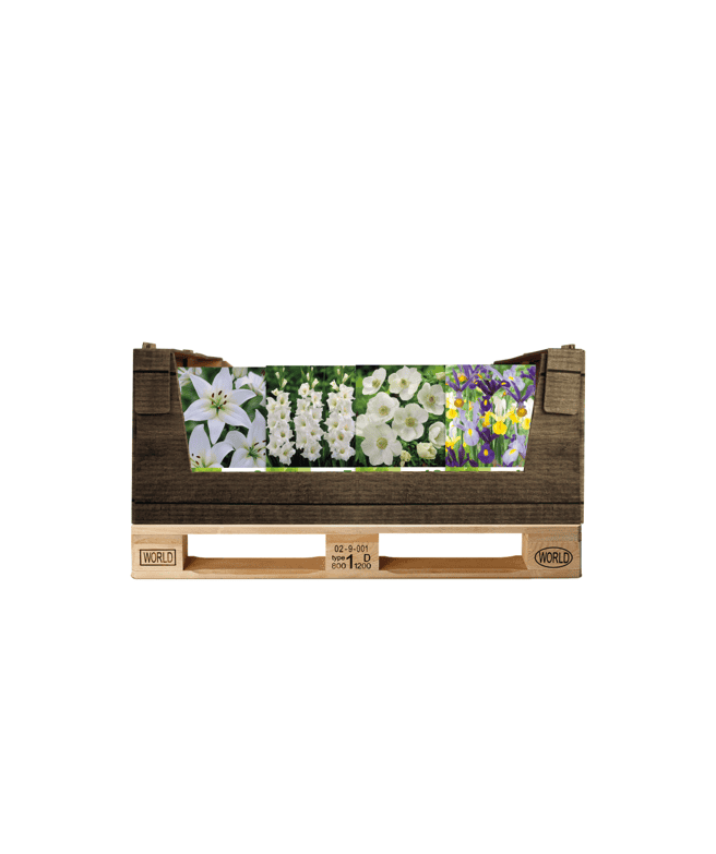 Display Economy displaybox White