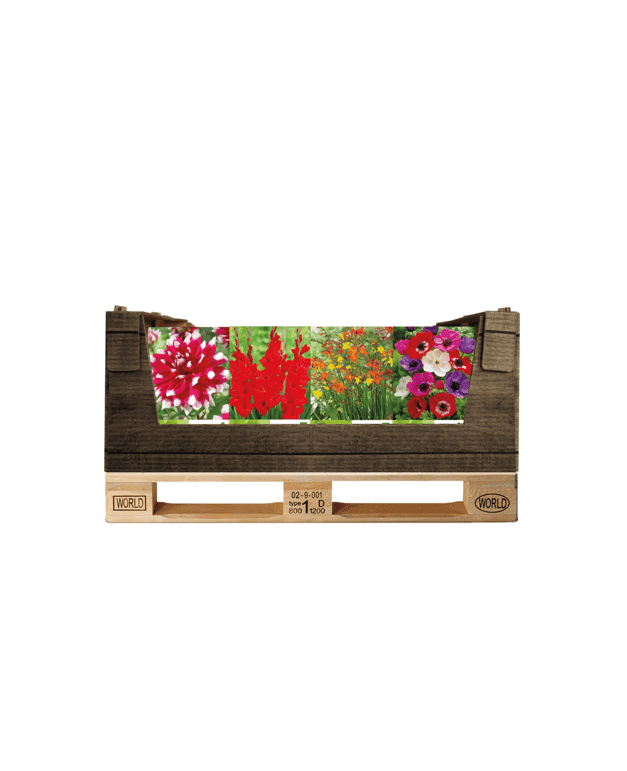 Display Economy displaybox Red