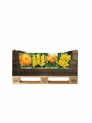 Display Economy displaybox Yellow/Orange