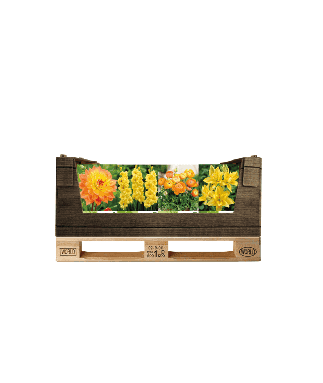 Display Economy displaybox Yellow/Orange